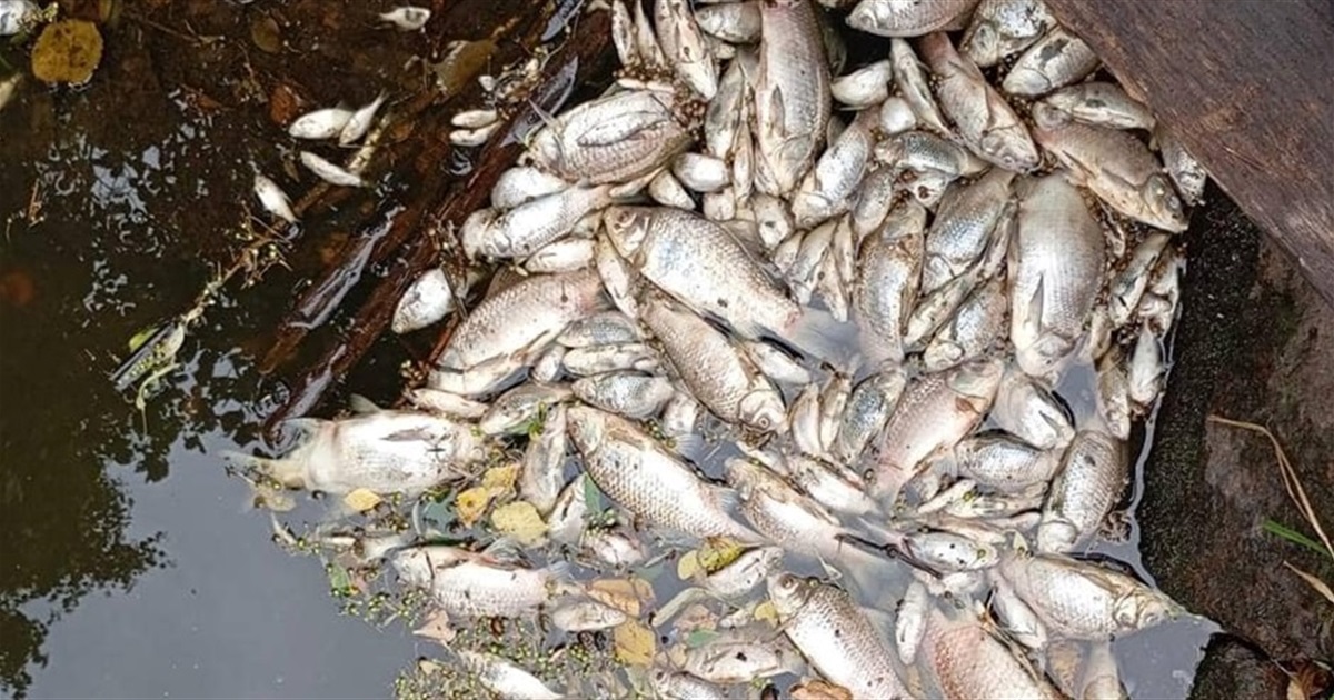 На Житомирщині екологи зафіксували факт масового мору риби