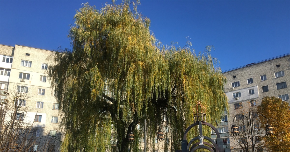 Жителі Звягеля відстояли вербу біля Чорнобильського меморіалу від повного зрізання