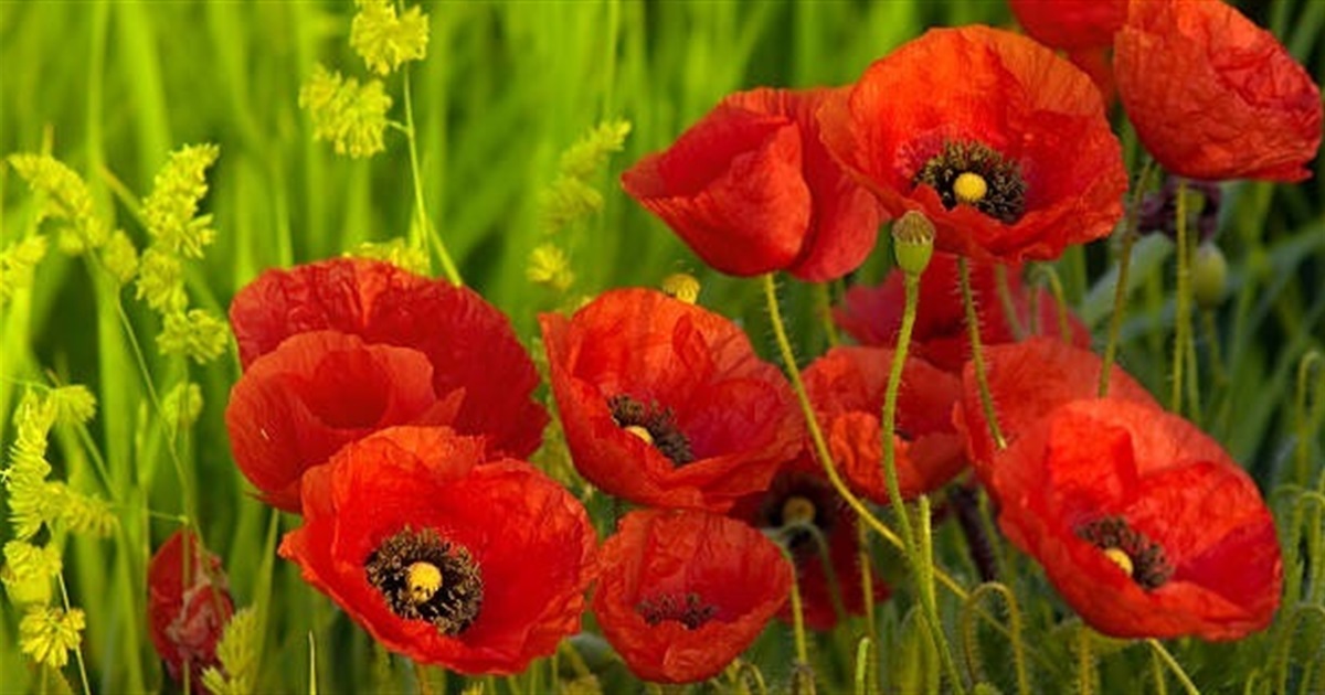 Квіти, які лікують землю