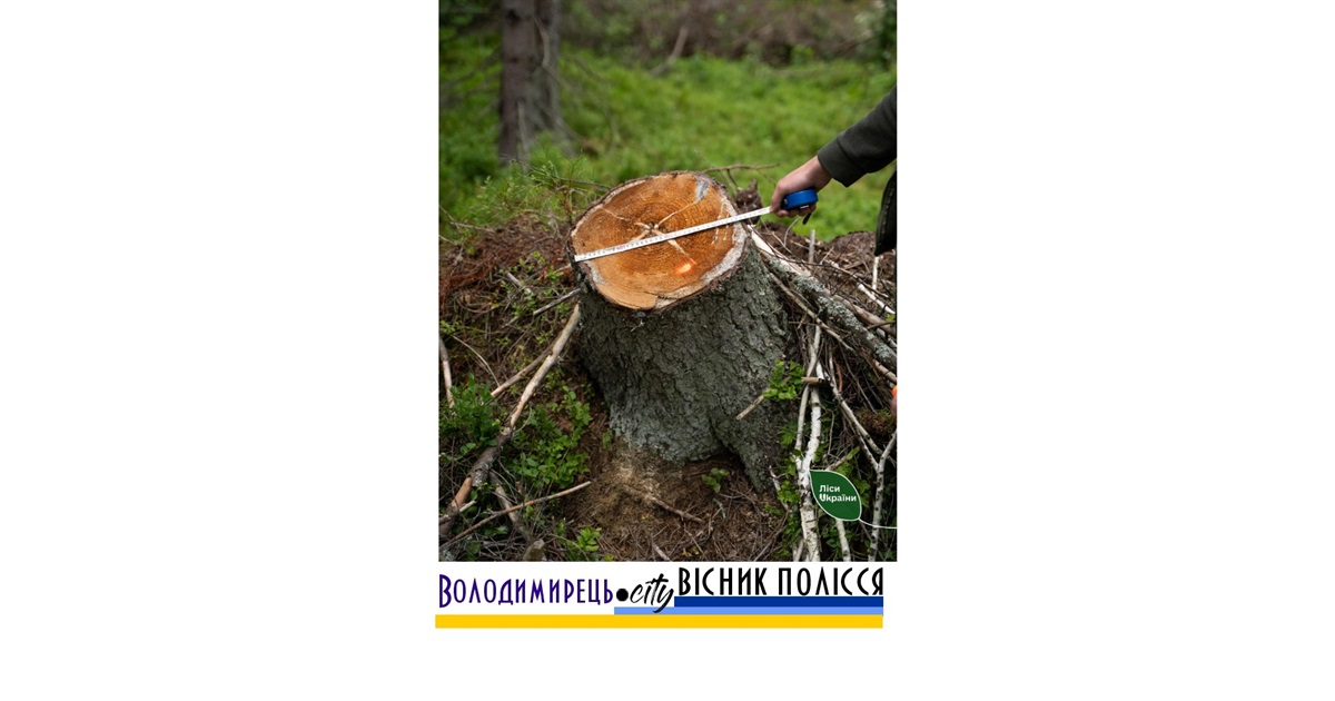 На місці «селянського лісу» у Полицькій громаді Вараського району – 51 тисяча пеньків