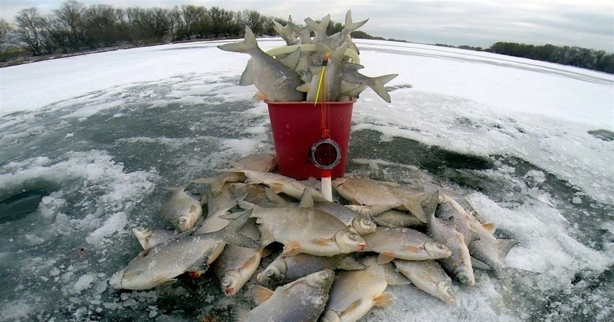З 1 листопада вводиться заборона вилову водних біоресурсів на зимувальних ямах
