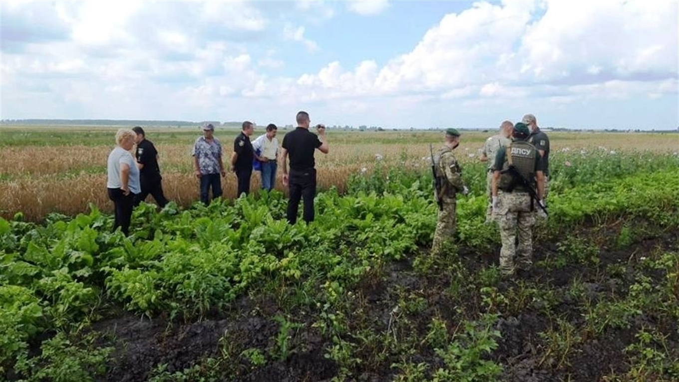Понад 4,5 тисячі рослин маку поліцейські разом із прикордонниками вилучили у Сокальському районі 