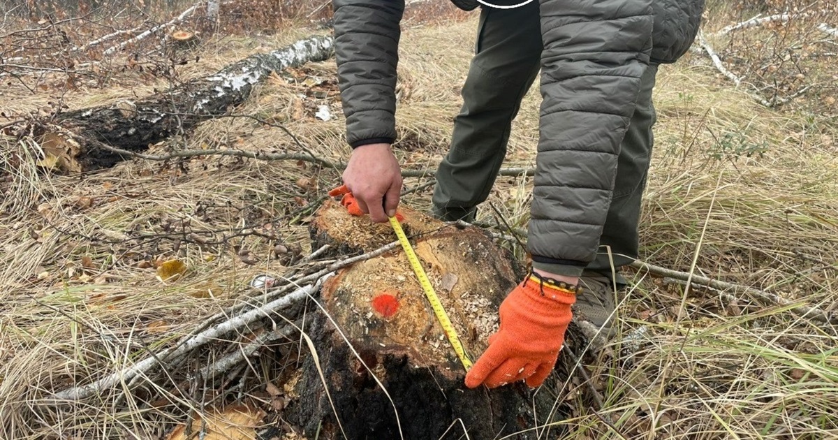 Зрубав дві берези в лісі: житель Звягельщини заплатить 18,5 тисяч гривень за незаконну порубку