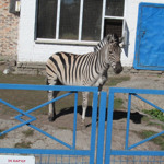 Зебра 