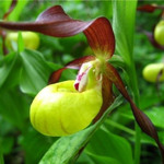 Зозулині черевички справжні Cypripedium calceolus L.