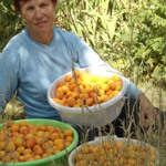 Какие сорта абрикосов любят бердянцы?