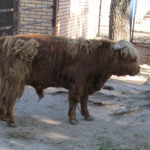Шотландці хайленди