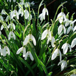 Підсніжник білосніжний (підсніжник звичайний) Galanthus nivalis L.