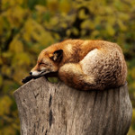 Sleep Town