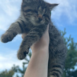 Тигрова дівчинка. Не бачить, але відчуває цей світ