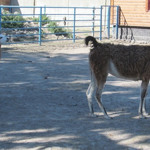 Лами