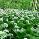 Цибуля ведмежа (черемша) Allium ursinum L.