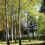 «Берізки»