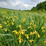 Снітків. Долина ірисів 