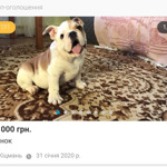 Щеня англійського бульдога
