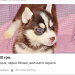 Щеня хаскі