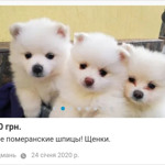 Білі померанські шпіци