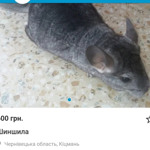 Шиншила