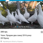 Породисті голуби
