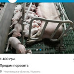Поросята