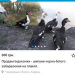 Мускусні качки