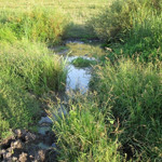 Біжить струмок