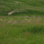 Ковила