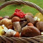 Гриби
