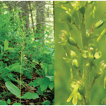 Зозулині сльози яйцеподібні Listera ovata (L.)