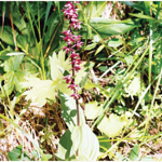 Коручка темно-червона Epipactis atrorubens (Hoffm. ex Bernh.) 