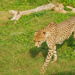 Dubai Safari Park