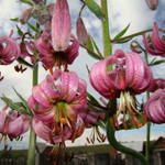 Лілія лісова Lilium martagon L.