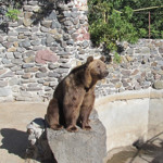 Бура ведмедиця