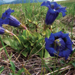 Тирлич хрещатий (Gentiana cruciana)