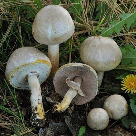 Гриби печериці отруйні