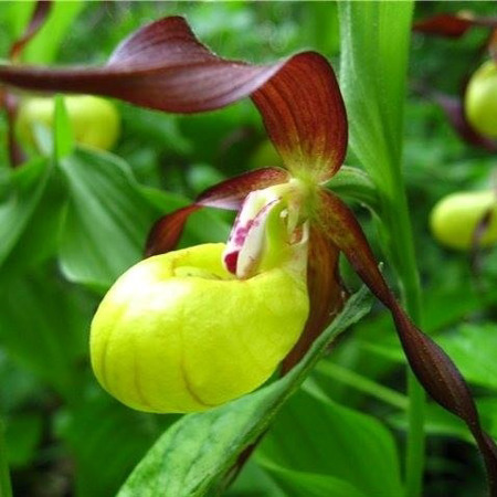Зозулині черевички справжні Cypripedium calceolus L.