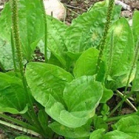 Екологічна стежина