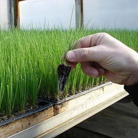 Ріпчаста цибуля і цибуля-порей