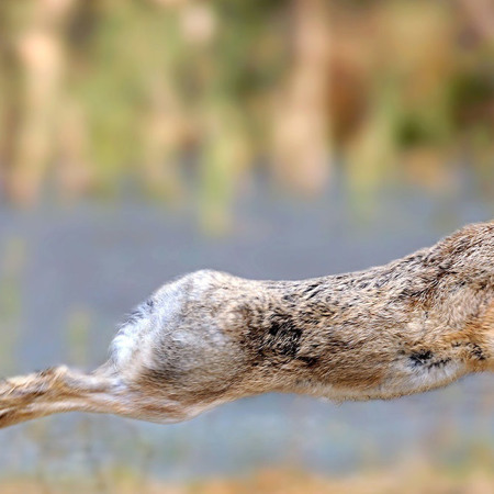 Заєць сірий