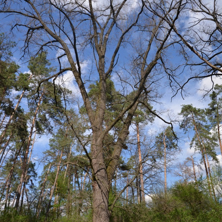 Дуб Семена Палія
