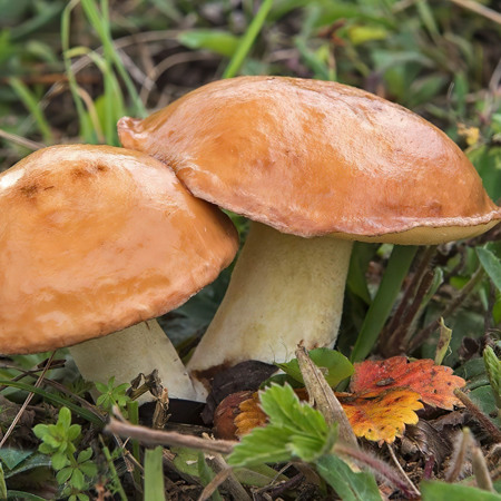 Гриби маслюки