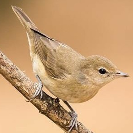 Кропив’янка або славка