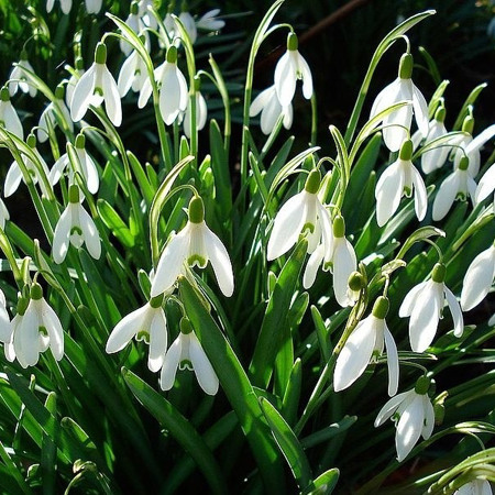Підсніжник білосніжний (підсніжник звичайний) Galanthus nivalis L.