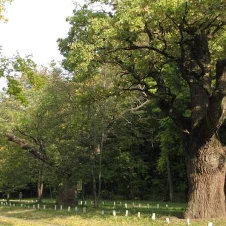  Місце відпочинку «Терновий Кущ»