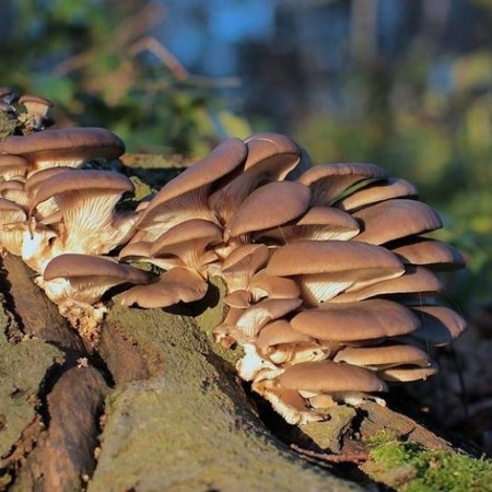 Гриби гливи 