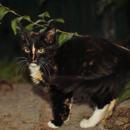 Яскрава чотирьохмісячна кішечка