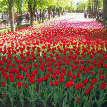 Кропивницький. Українська Голландія 