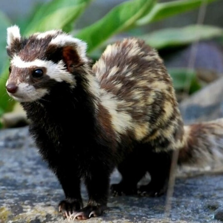 Перегузня звичайна