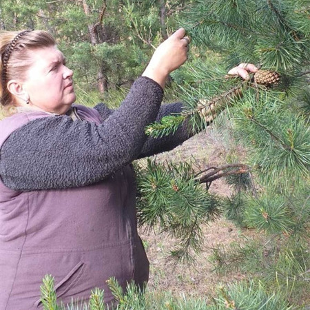 Наталя Попович, Варення із зелених шишок сосни 