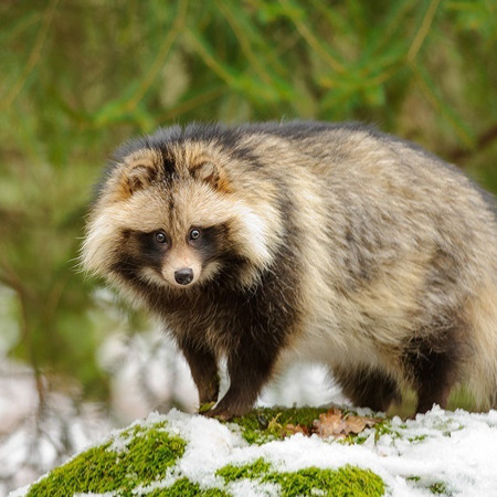 Єнот уссурійський